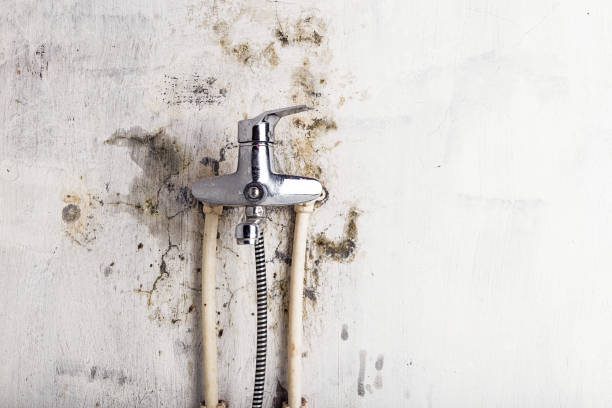 Best Mold Testing and Removal  in Donna, TX