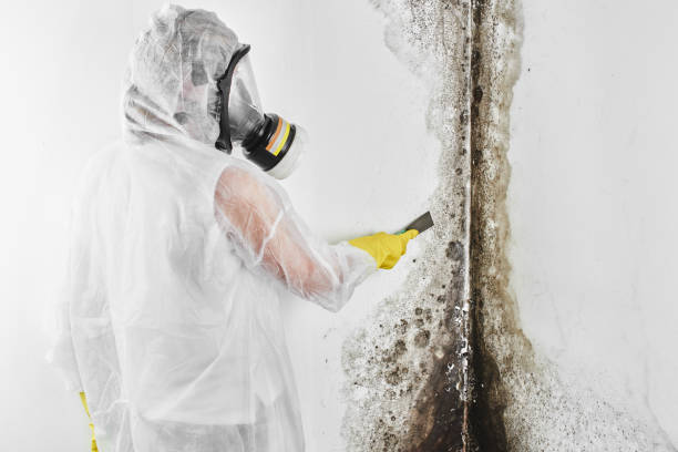 Best Commercial Mold Removal  in Donna, TX