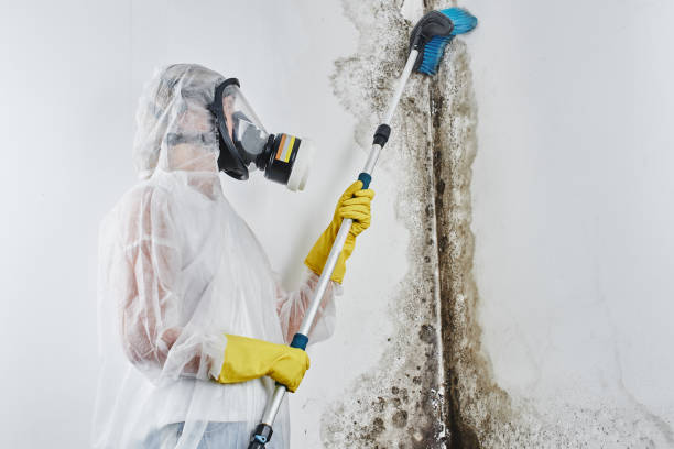 Professional Mold Removal in Donna, TX