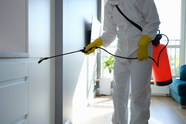 Best Local Mold Removal Service  in Donna, TX
