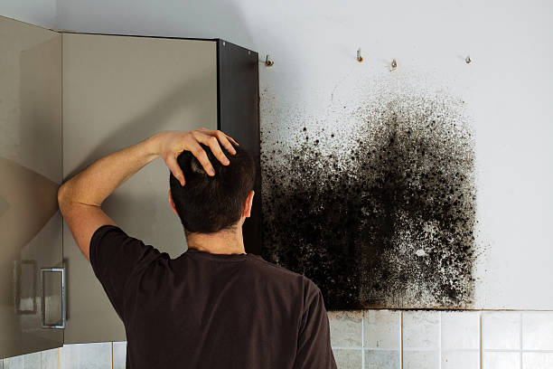 Best Fast Mold Removal  in Donna, TX