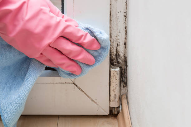 Best Fast Mold Removal  in Donna, TX