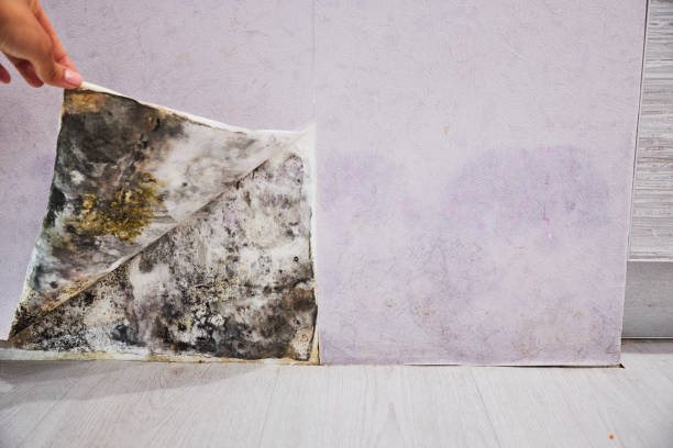 Best Office Mold Removal Services  in Donna, TX